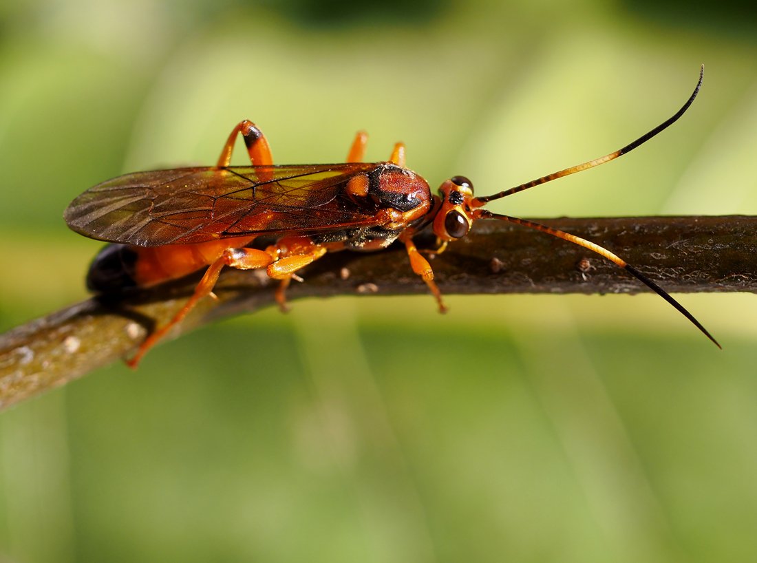 /Lymantrichneumon disparis má barevná tykadla.