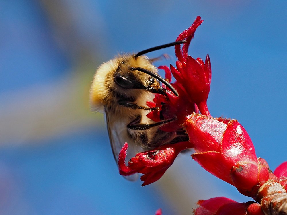 /Hedvábnice jarní, sameček saje nektar v květech javoru červeného.