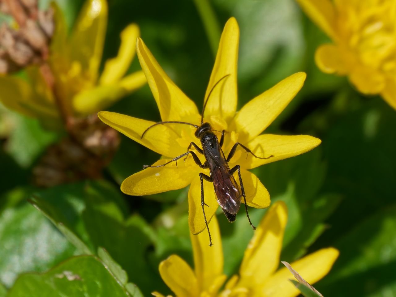 /Hrabalka jarní v porostu.