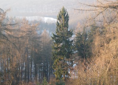 Smrk ztepilý