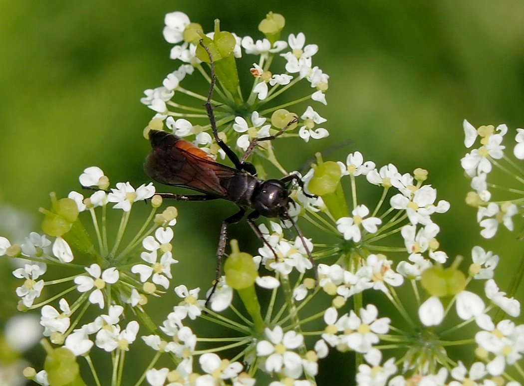 /Hrabalka rodu Arachnospila.