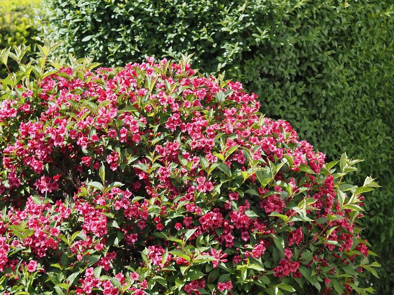 /Vajgelie, rozkvetlý keř.