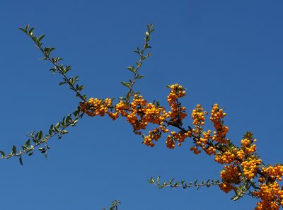 Hlohyně šarlatová