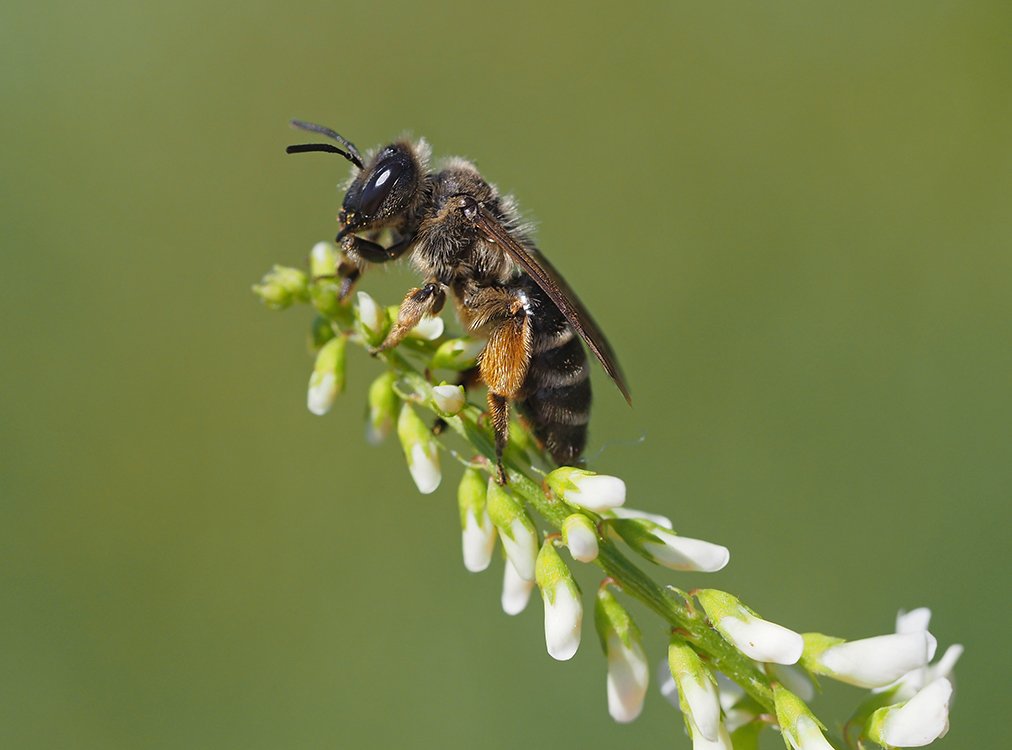 /Andrena flavipes, samička letní generace na komonici.