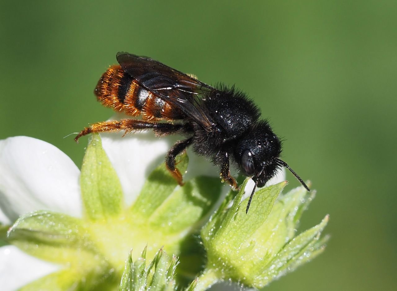 /Osmia bicolor, samička v porostu zahradních jahod.