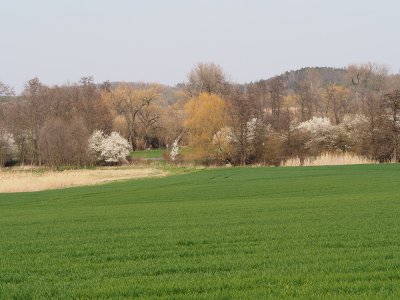 Rozkvetlé slivoně v okolí Prahy.