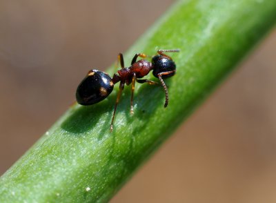 Mravenec čtyřskvrnný