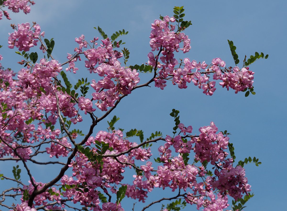 /Robinia hispida, rozkvetlá větev. /Robinia hispida, rozkvetlá větev.