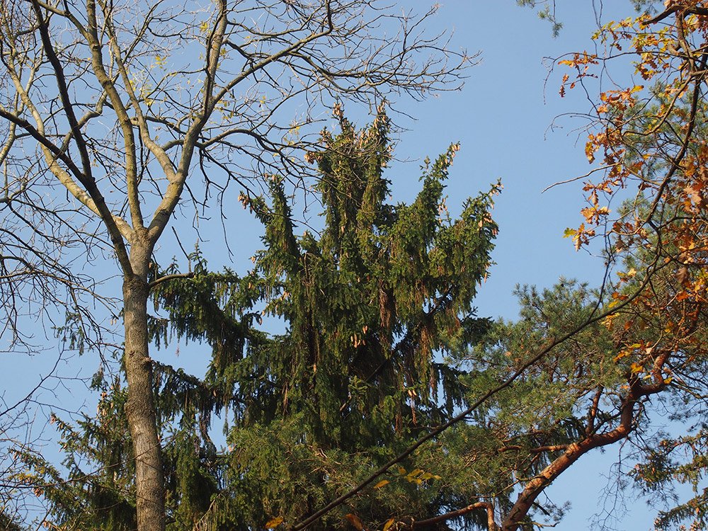 /Vršek mohutného smrku se šiškami.