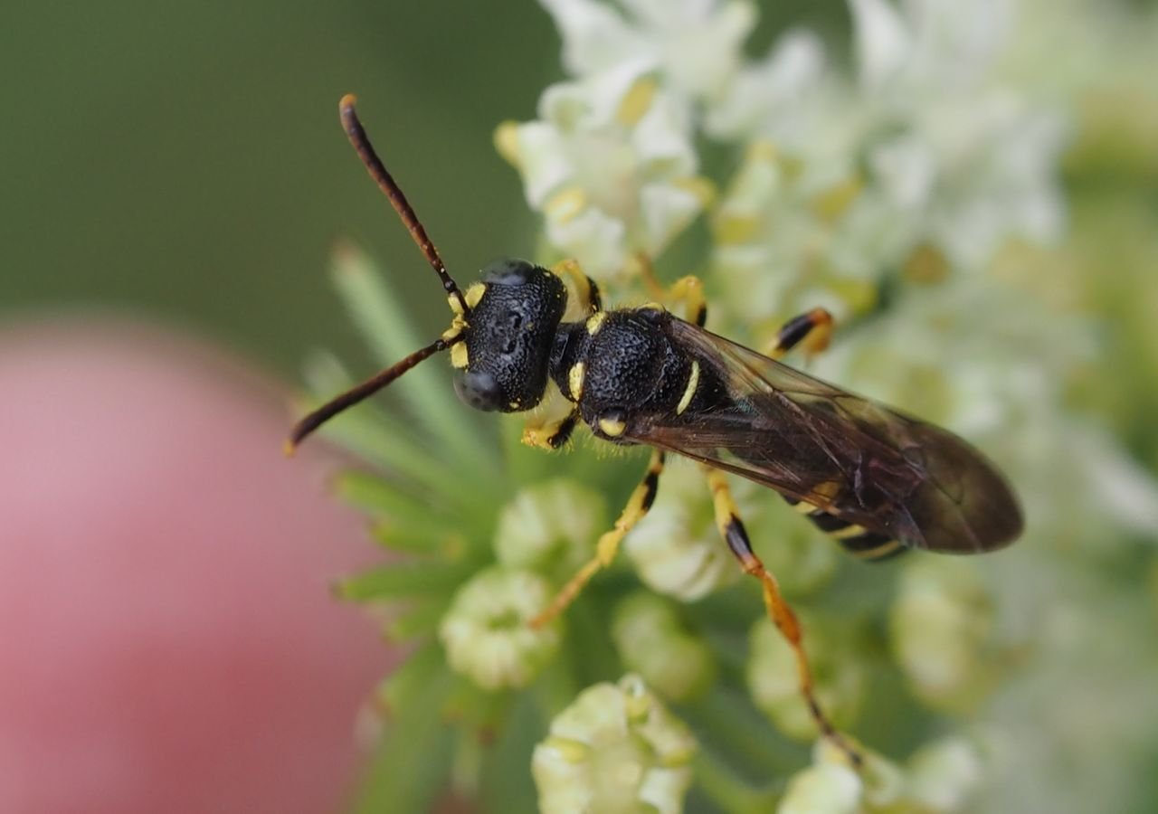 /Uzlatka pětipásá, sameček foto shora.