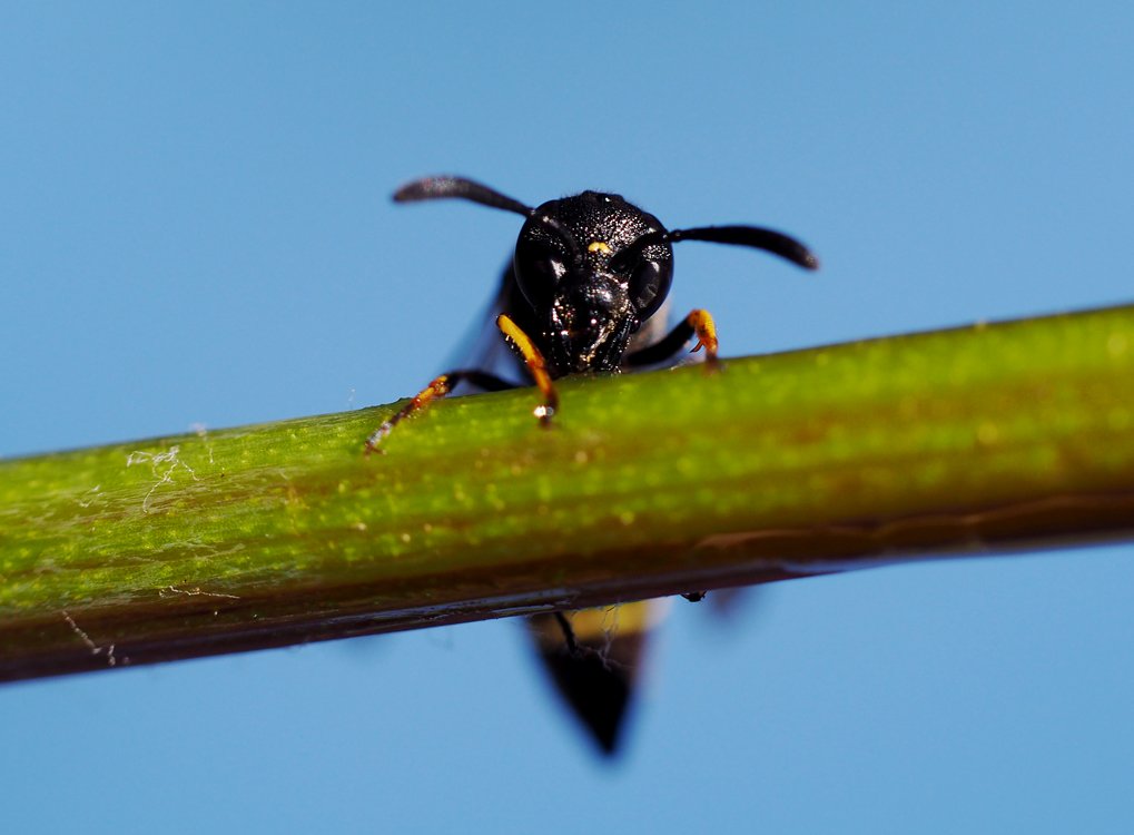 /Symmorphus bifasciatus, hlava.