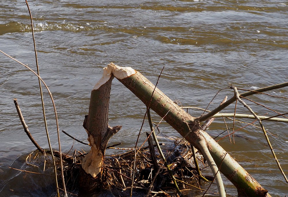 /Bobří práce na vltavském břehu.