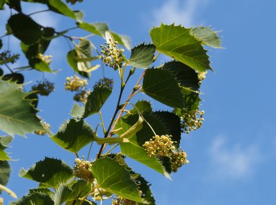 Lípy - mimoevropské druhy