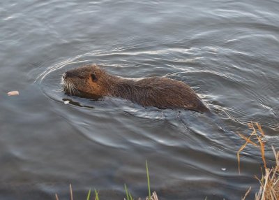 Nutrie