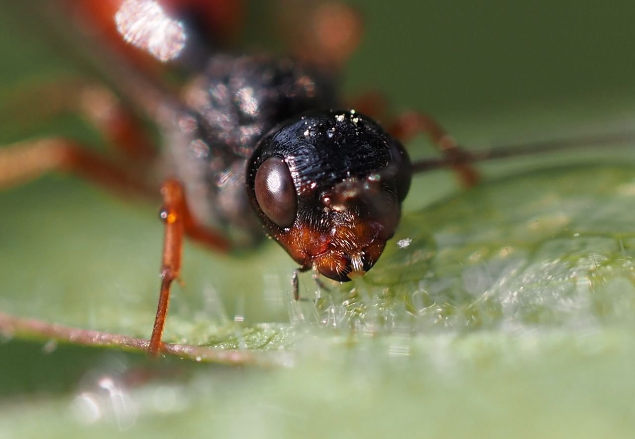 /Aulacus striatus - portrét.