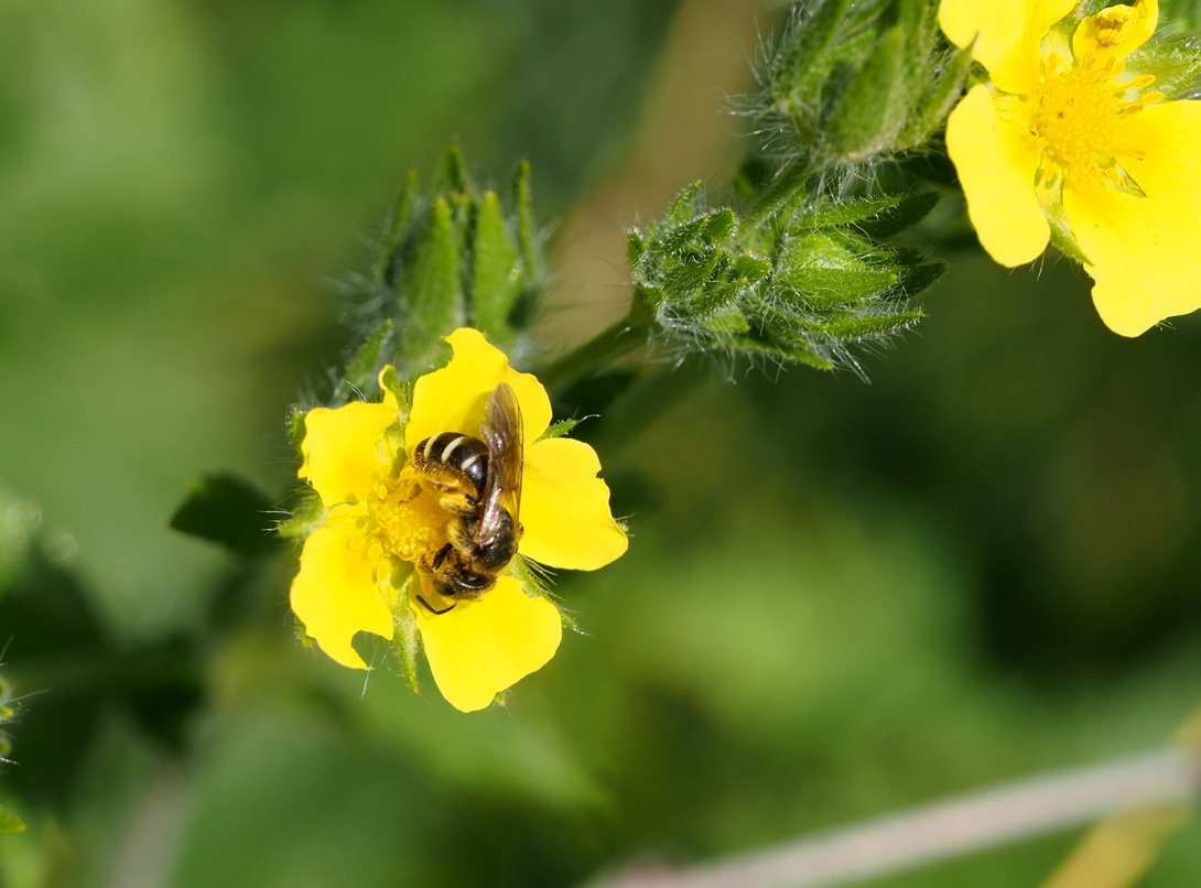 /Mochna přímá, květy a ploskočelka rodu Halictus.