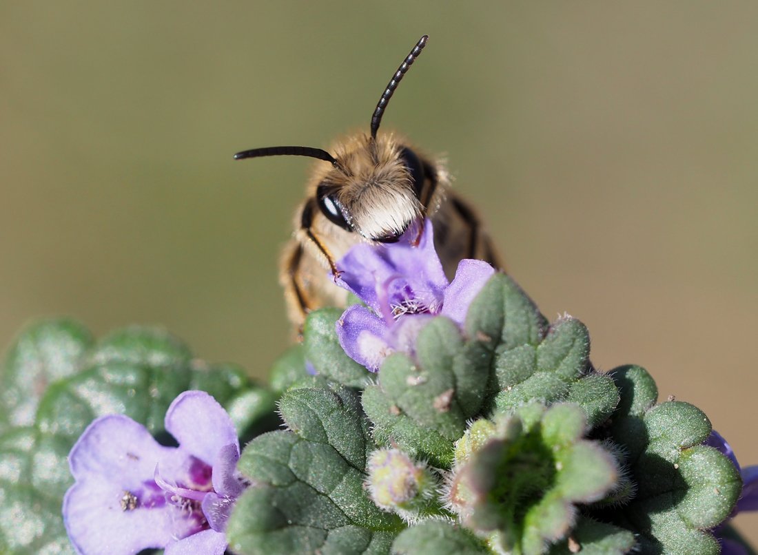 /Andrena gravida, portrét samečka.