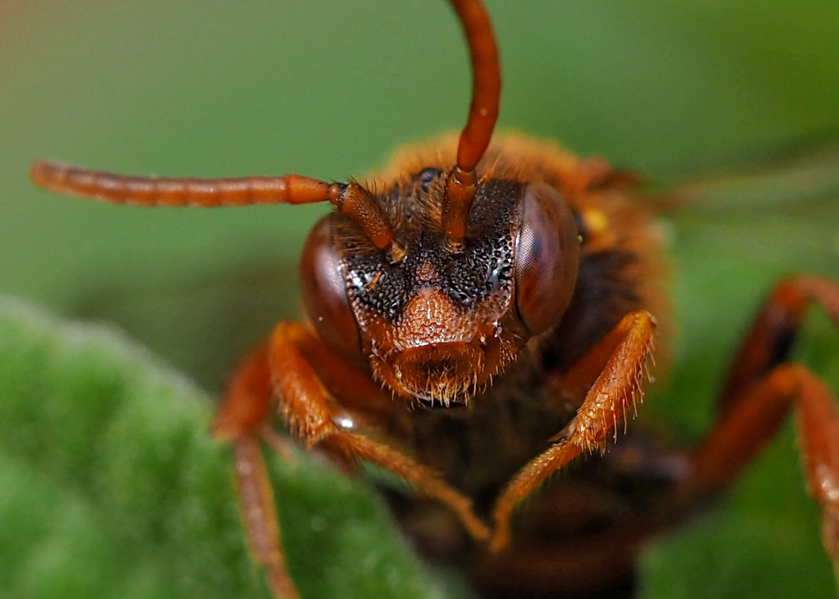 /Nomada ryšavá, detailní portrét. /Nomada ryšavá, detailní portrét.