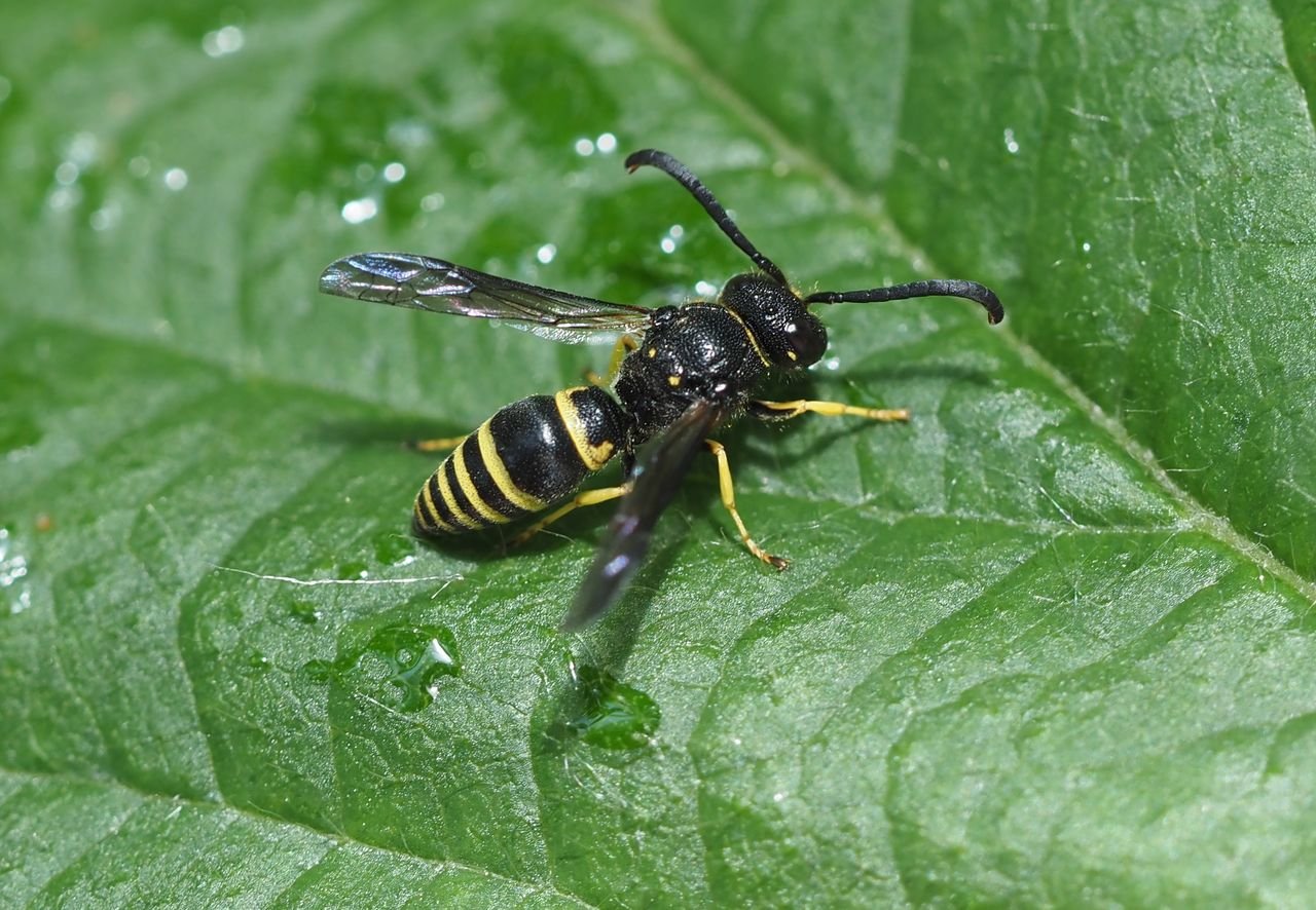 /Ancistrocerus nigricornis, sameček 11. 6. 2025 v Praze.
