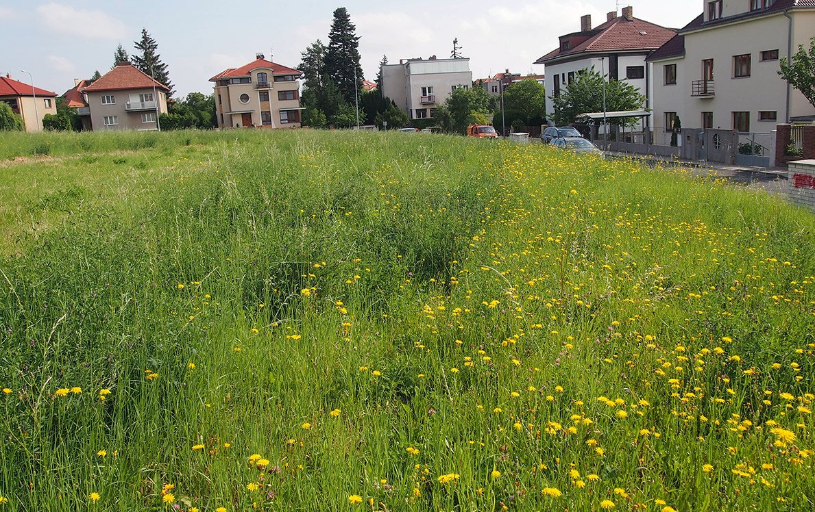 /Termíny sečení velmi ovlivňují druhovou skladbu rostlin, jsou vidět pásy různých druhů. /Termíny sečení velmi ovlivňují druhovou skladbu rostlin, jsou vidět pásy různých druhů.