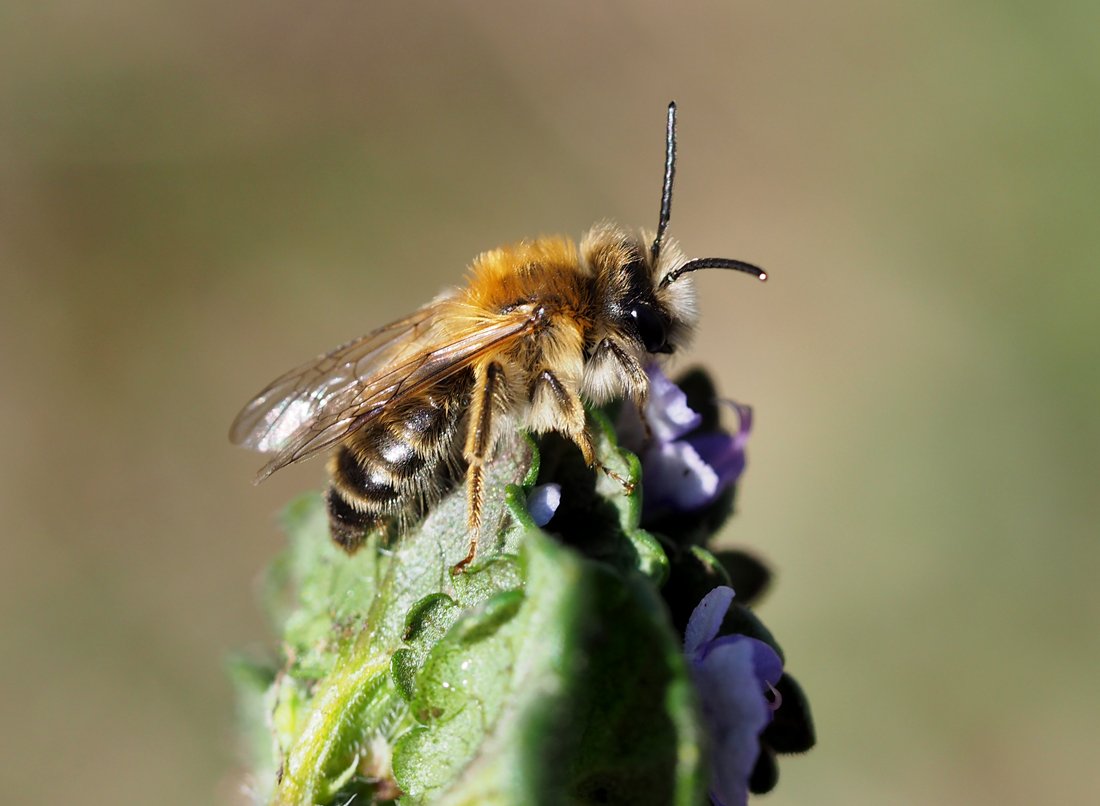 /Andrena gravida, sameček.