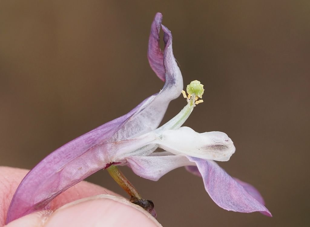 /Dymnivka - vnitřek kvítku.