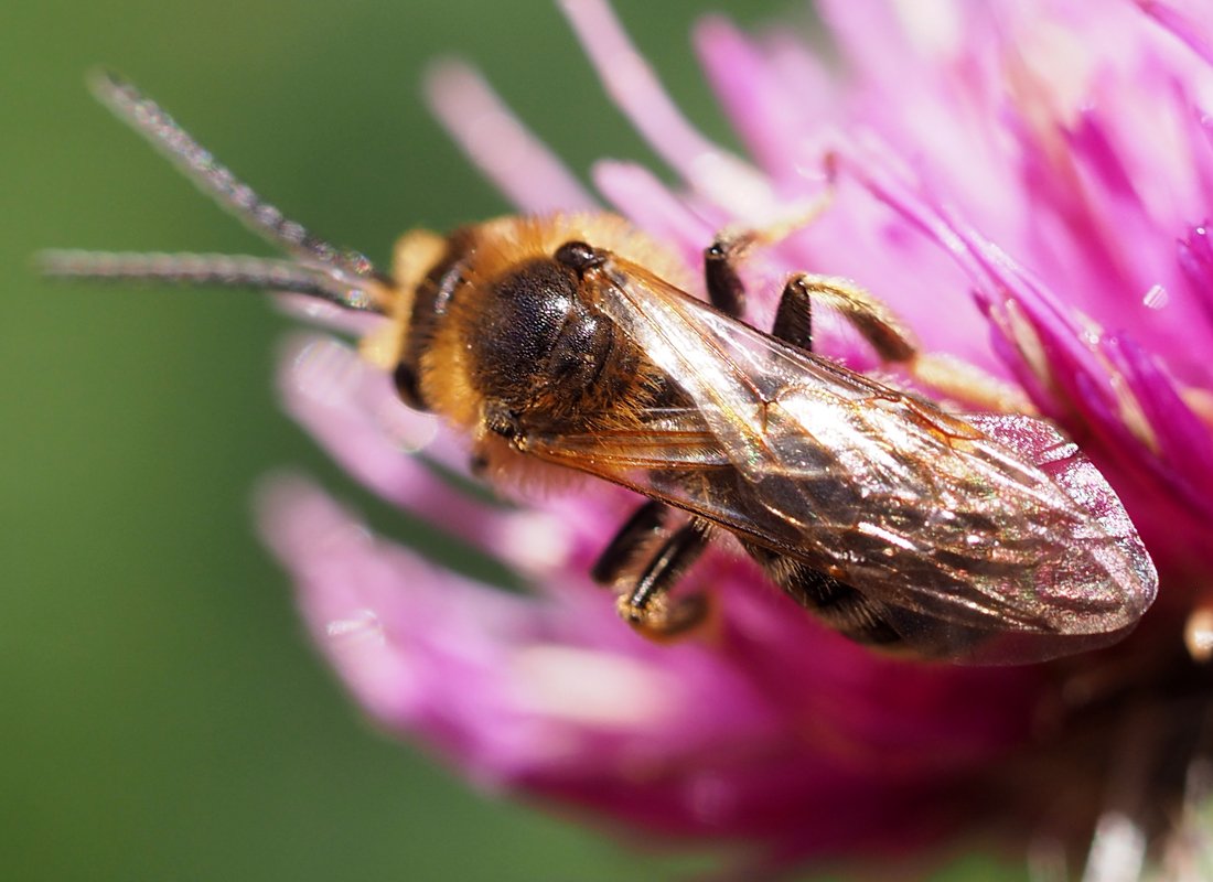 /Lasioglossum xanthopus, detail hrudi.