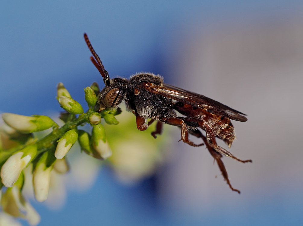 /Nomada červenoboká, sameček zakousnutý do poupat komonice bílé.