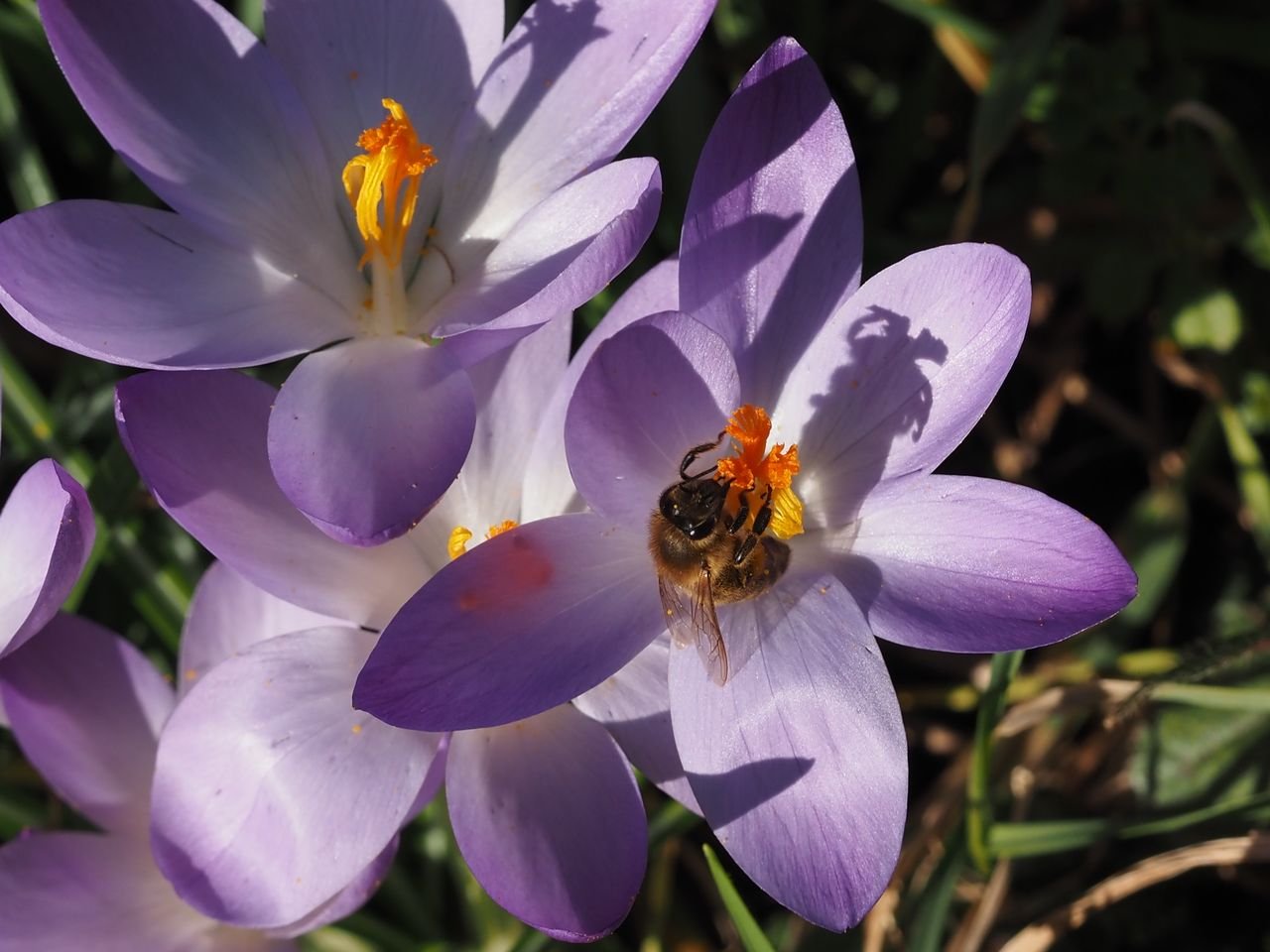 /Šafrán Tommasiniho s dělnicí včely medonosné.