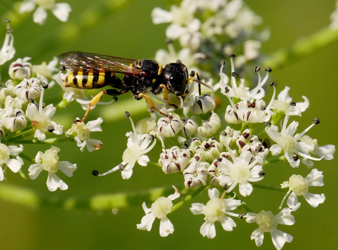 /Ectemnius lituratus, foto z boku.