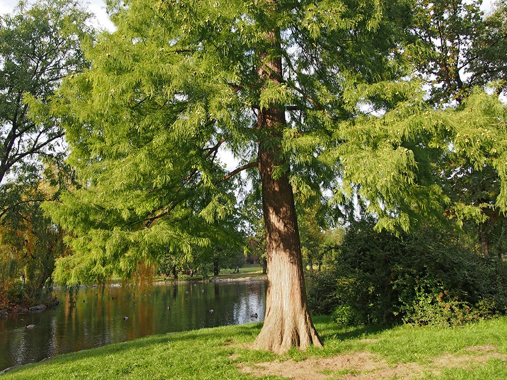 /Tisovec ve Stromovce vedle cesty. /Tisovec ve Stromovce vedle cesty.