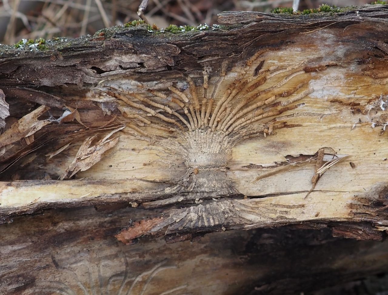 /Odlomený kus kůry - na spodní straně jsou vidět chodbičky vyplněné drtinkami.