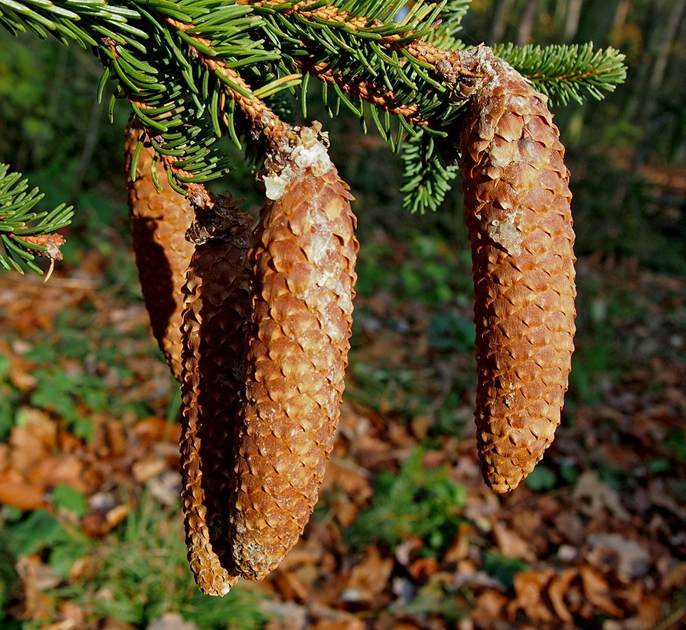 /Smrkové šišky na větvičce.