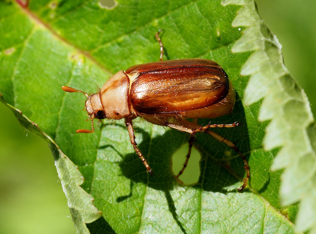 /Chroustek páskovaný (Rhizotrogus aestivus).