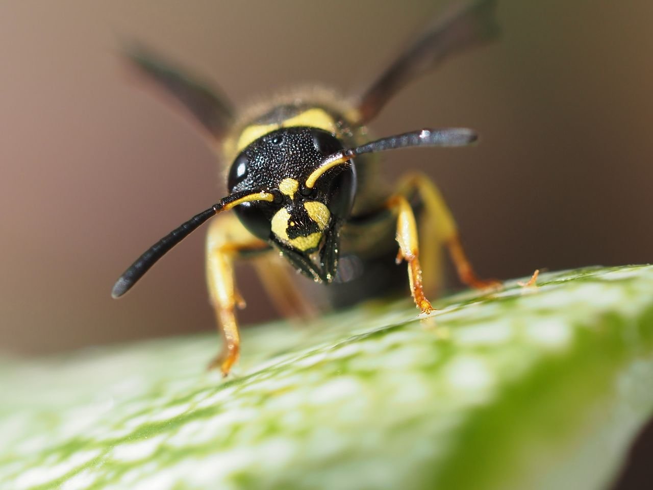 /Ancistrocerus nigricornis - světlá kresba na hlavě samičky.