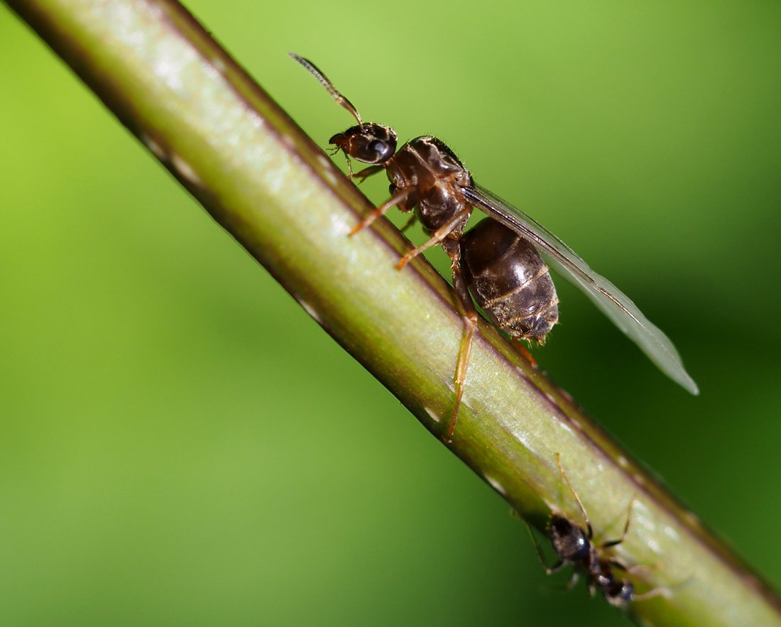 /Lasius niger, mladá samička, foto z boku.