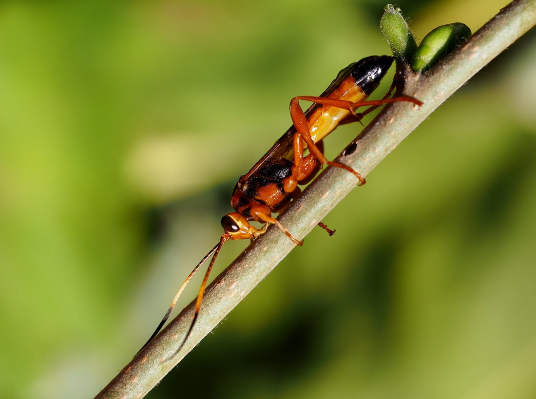 /Lymantrichneumon disparis na větvičce.