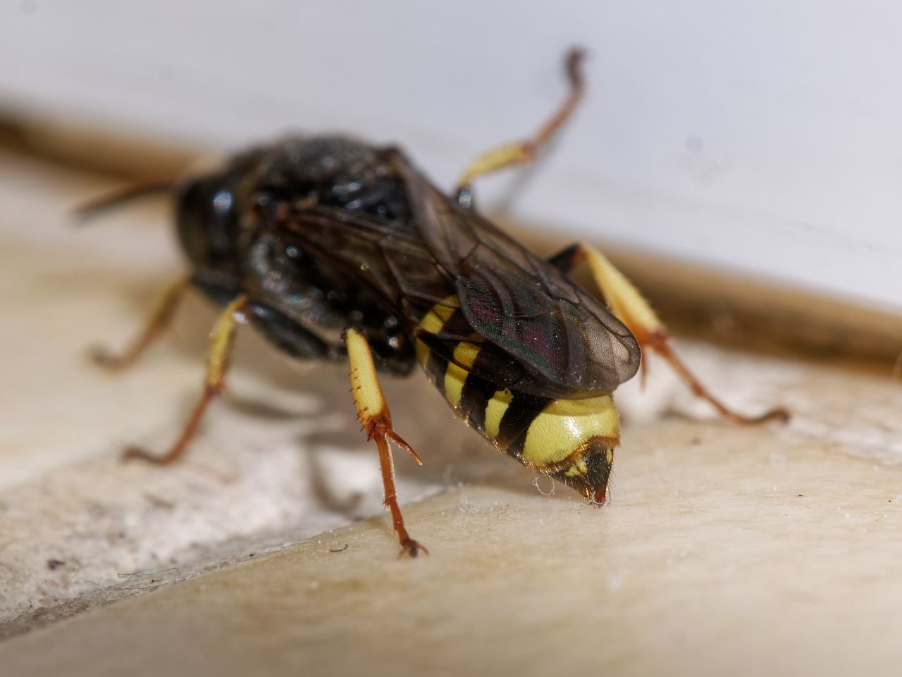 /Ectemnius lapidarius - zadeček. Foto Radim Herman.