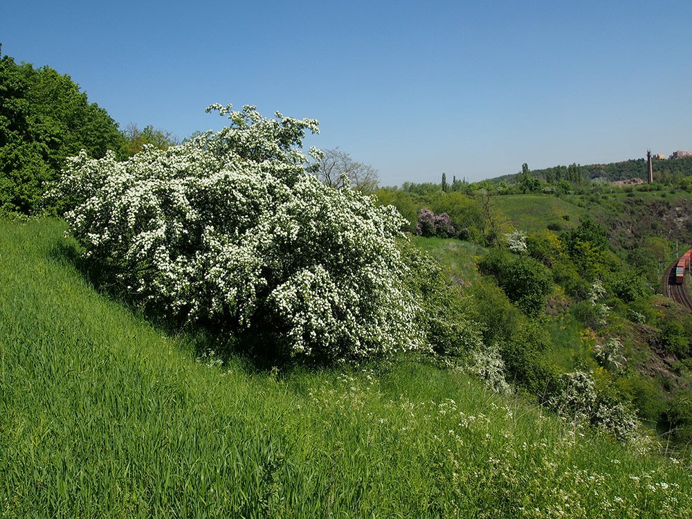 /Hloh, rozkvetlý keř ve stráni v přírodní památce Baba.