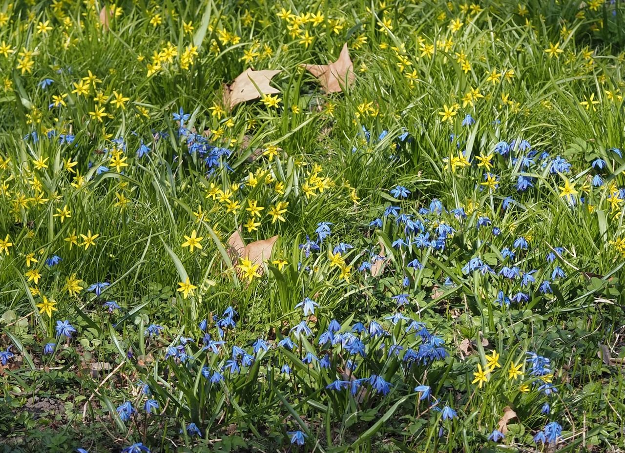 /Veleslavín - ladoňky a křivatce.