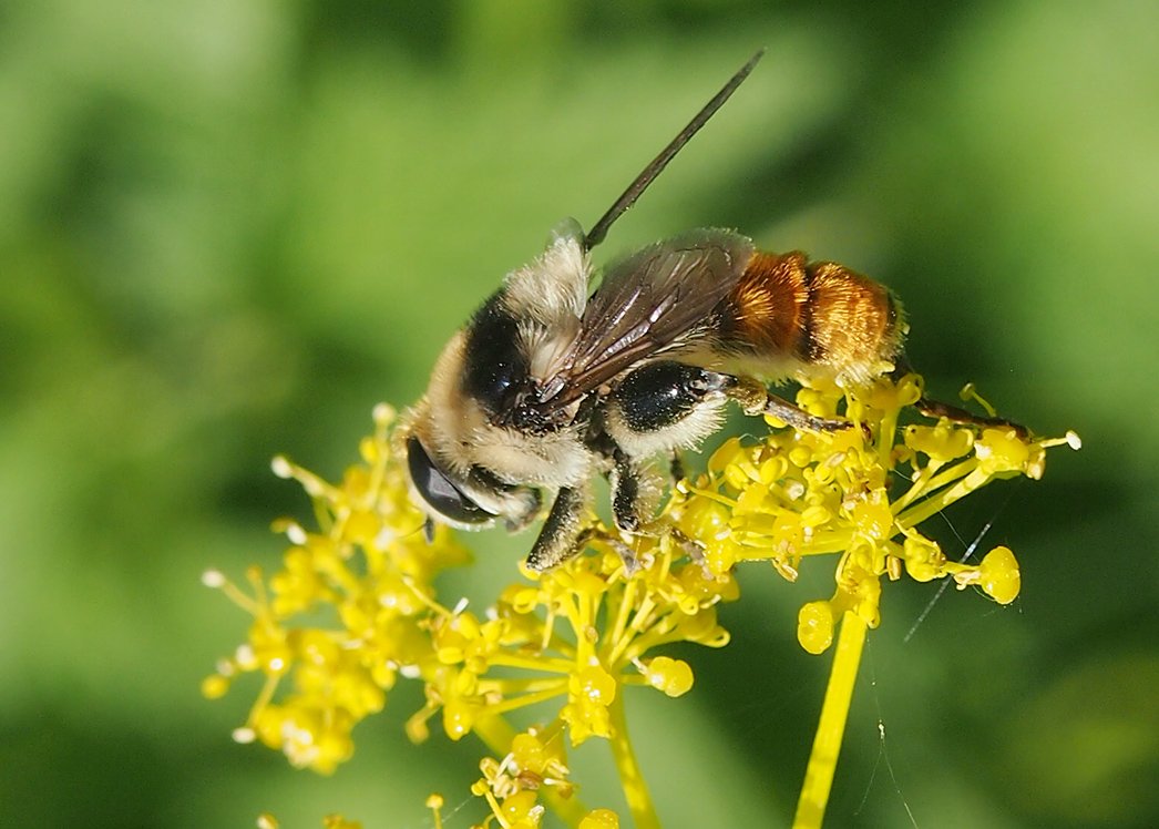 /Pestřenka druhu Merodon clavipes /Pestřenka druhu Merodon clavipes