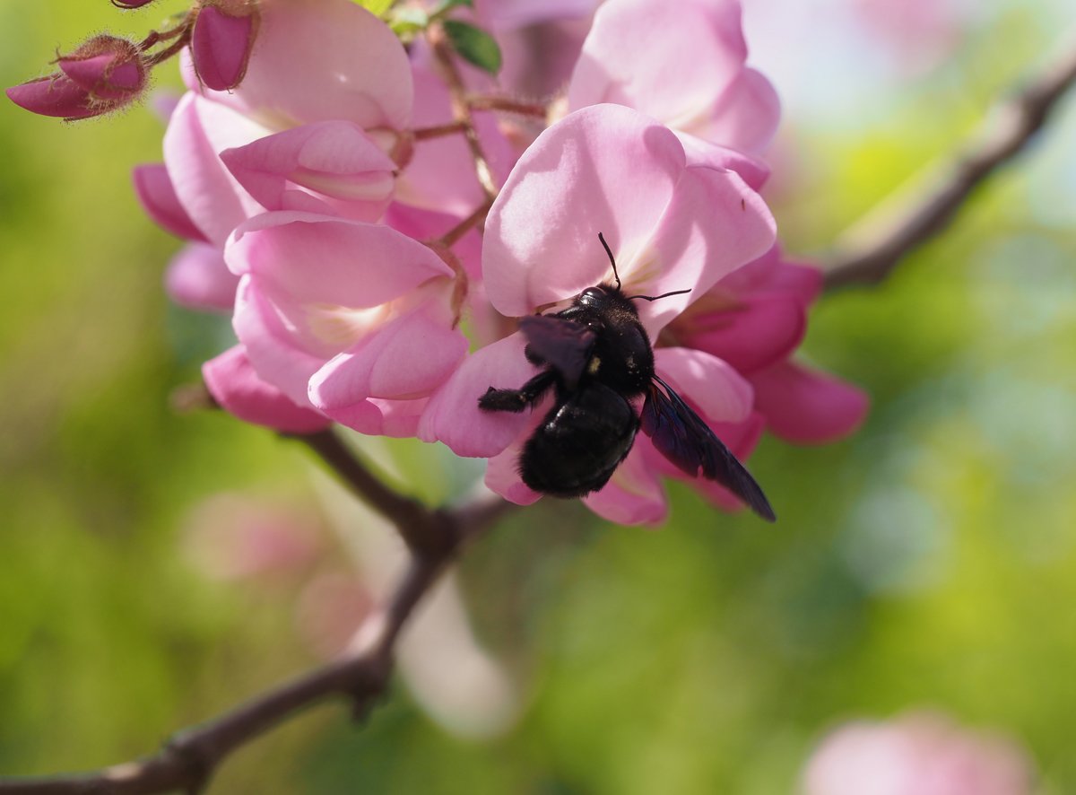 /Robinia hispida a drvodělka saje z květu.