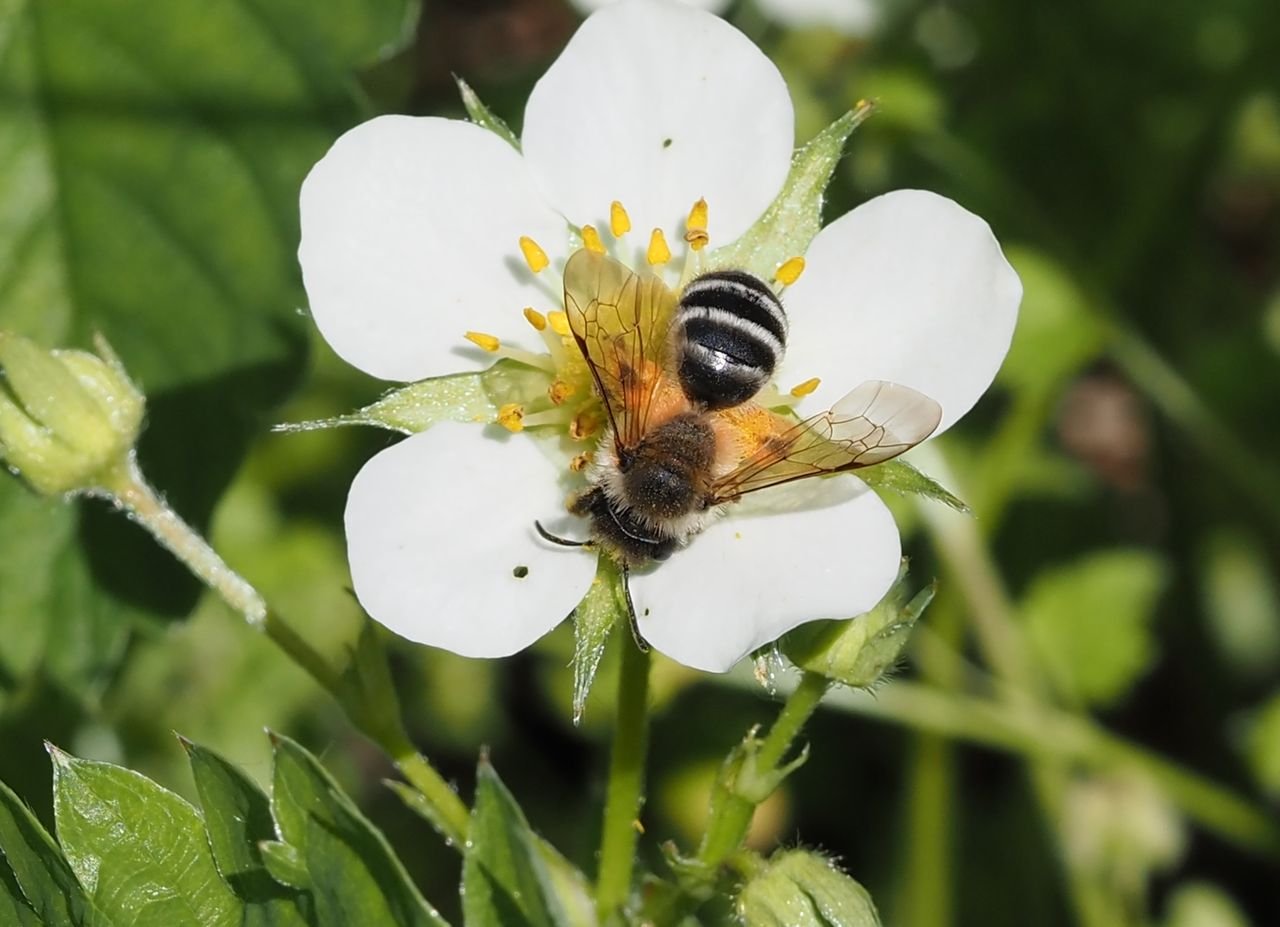 /Andrena gravida, foto shora.