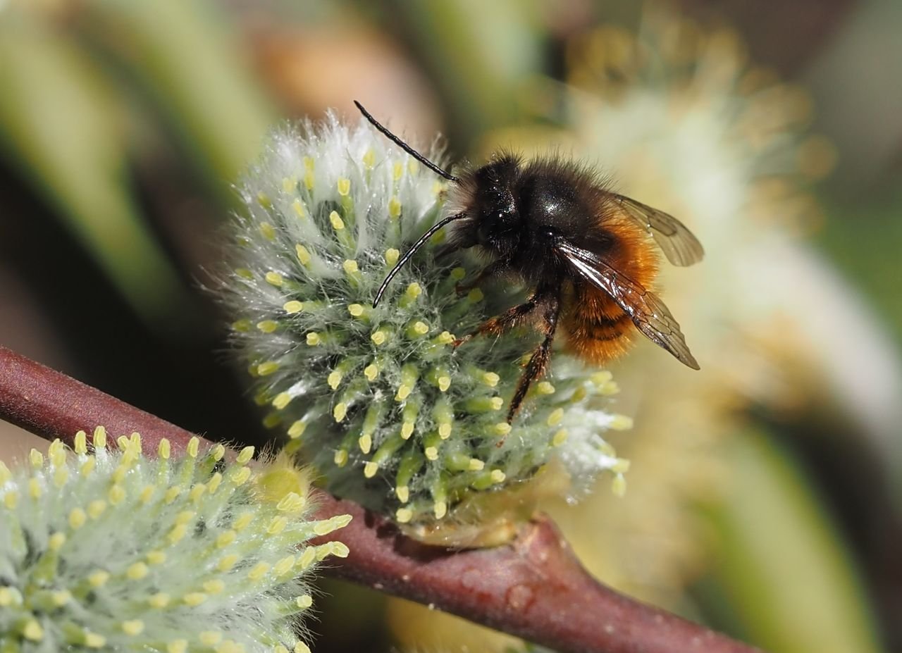/Zednice rohatá, sameček saje nektar.