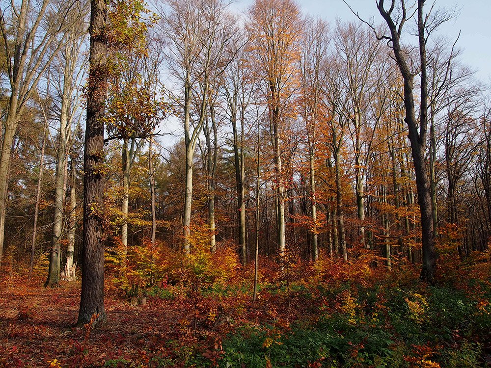 /Pohled na krásné buky ve Hvězdě.