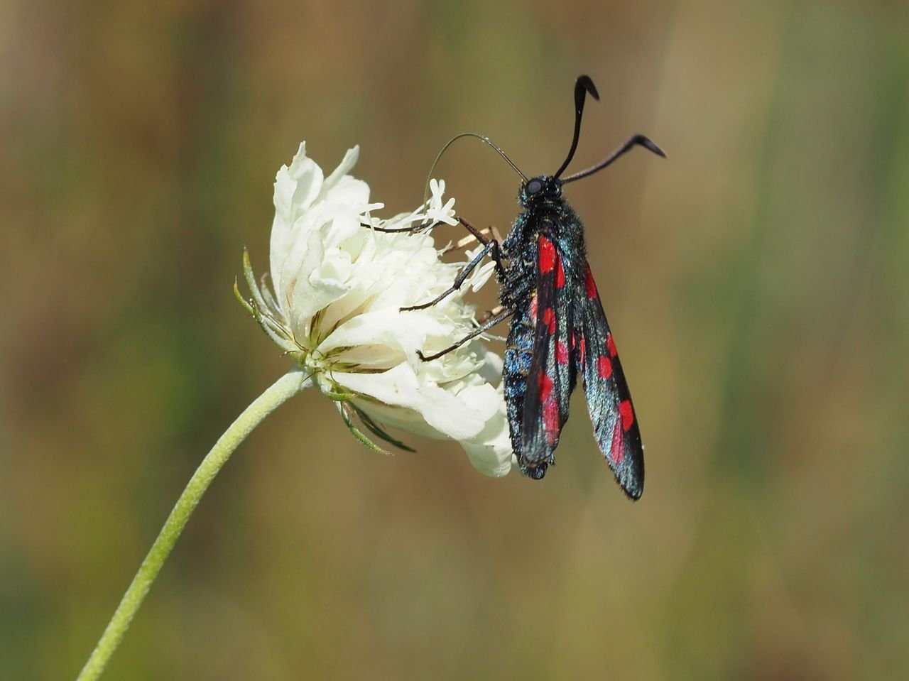 /Vřetenuška obecná na hlaváči.