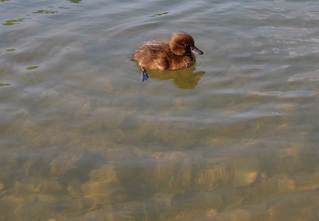 /Zvětšená fotografie jednotlivého kačátka, jak plave v čisté vodě.