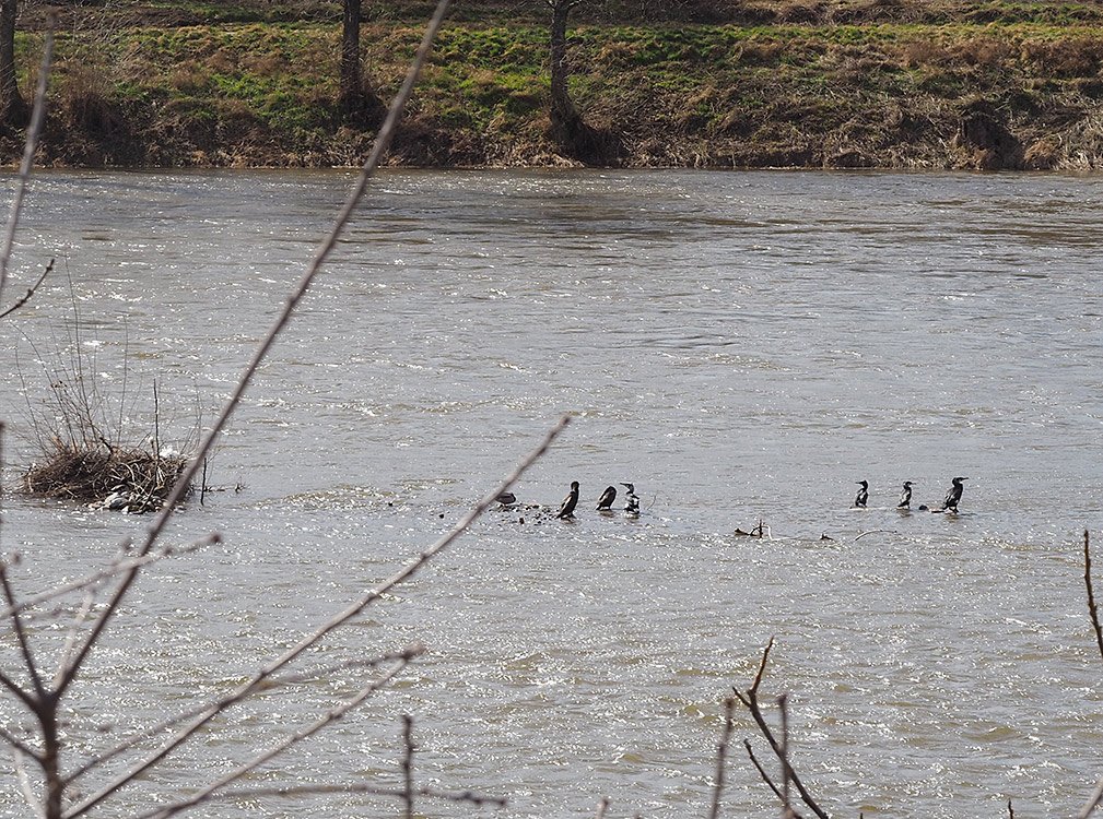 /Ostrůvek s kormorány při vyšší hladině vody. /Ostrůvek s kormorány při vyšší hladině vody.