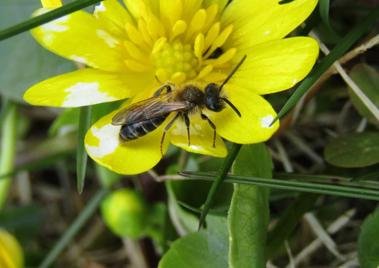 /Andrena dorsata sameček na orseji. Foto David Říha.