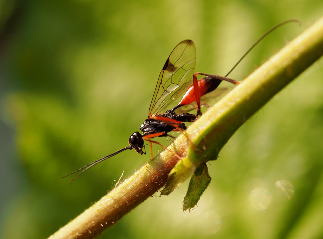 /Pristaulacus compressus, samička s dlouhým kladélkem, foto z boku.